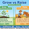 Grow এবং Raise-এর মধ্যে পার্থক্য কখন কোনটি ব্যবহার করবেন